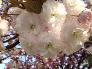 八重桜