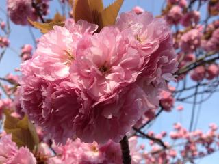 八重桜