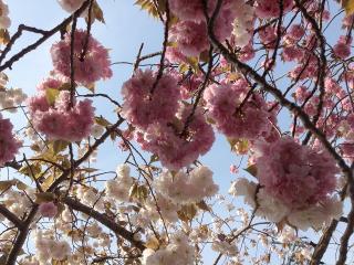 八重桜