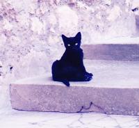 黒猫200