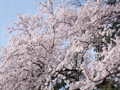 桜1