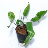 クリプト4