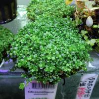 侘び草キューバパール