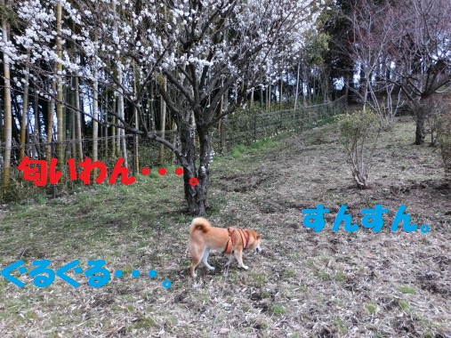 20130313-3.jpg