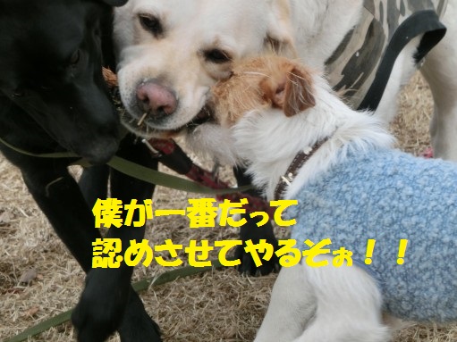 20130315-5.jpg