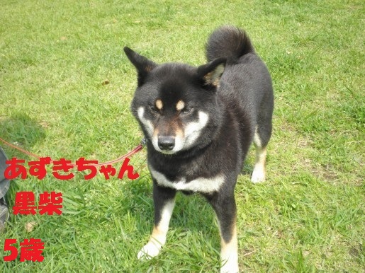 20130329-6.jpg