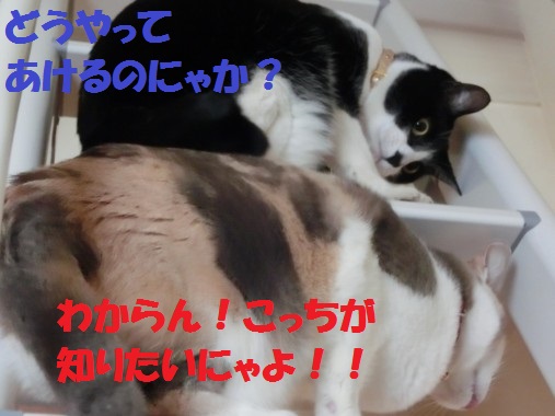 20130408-5.jpg