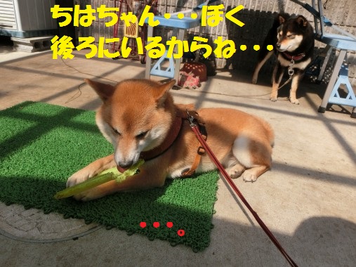 20130409-9.jpg