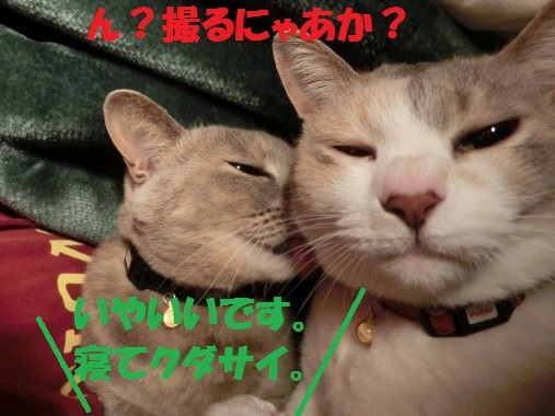 20130413-10.jpg