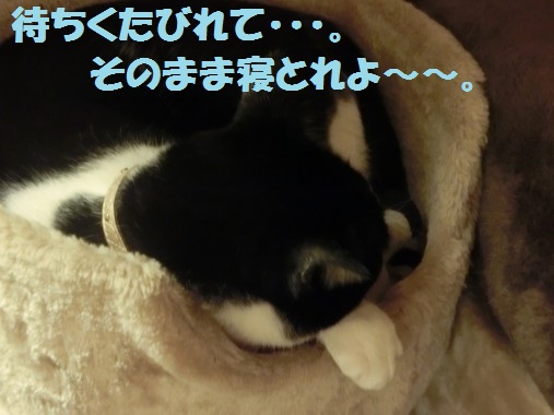 20130413-8.jpg