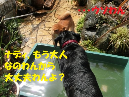 20130418-3.jpg