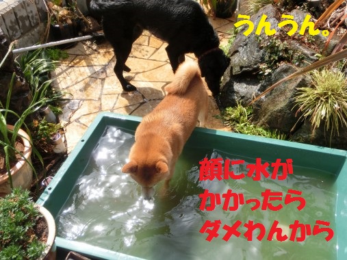 20130418-6.jpg