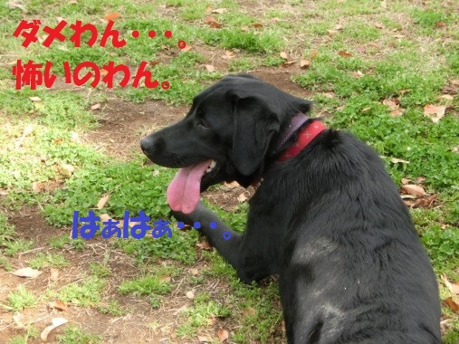 20130422-10.jpg