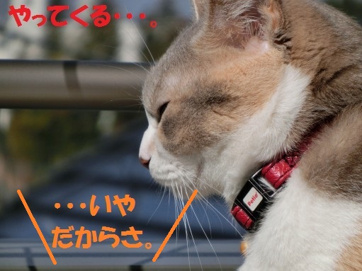 20130422-7.jpg