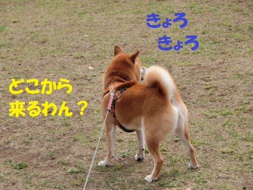 20130422-9.jpg