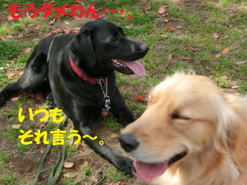 20130425-2.jpg