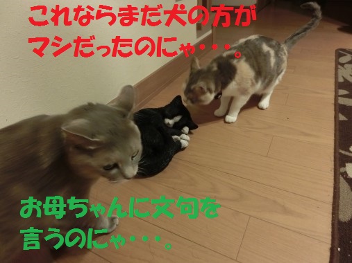 20130513-10.jpg