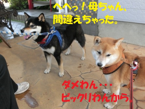 20130517-10.jpg