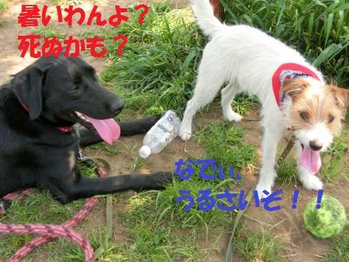 20130521-9.jpg