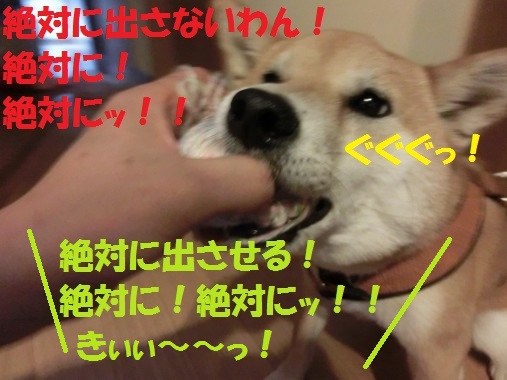 20130525-7.jpg