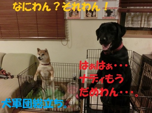 20130528-6.jpg