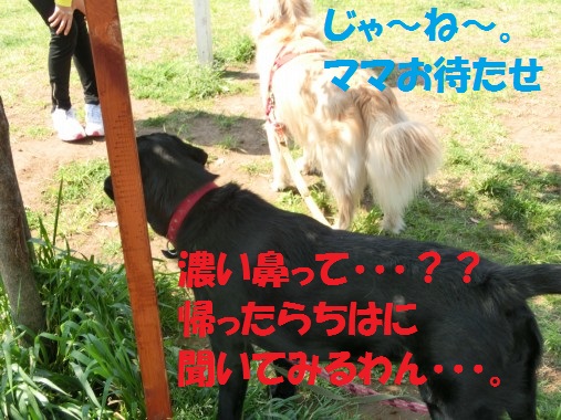 20130529-12.jpg