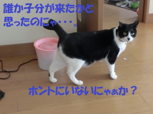 20130611-11.jpg