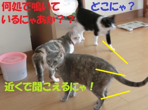 20130611-3.jpg