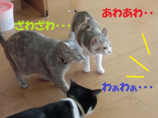 20130611-5.jpg