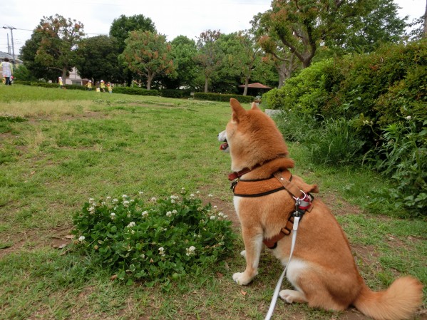 20130623-1.jpg