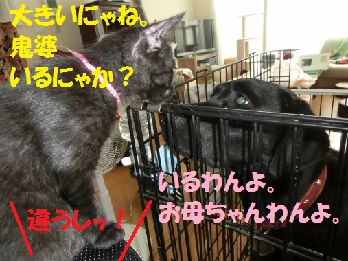 20130711-007.jpg