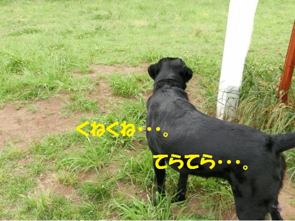20130711-3.jpg