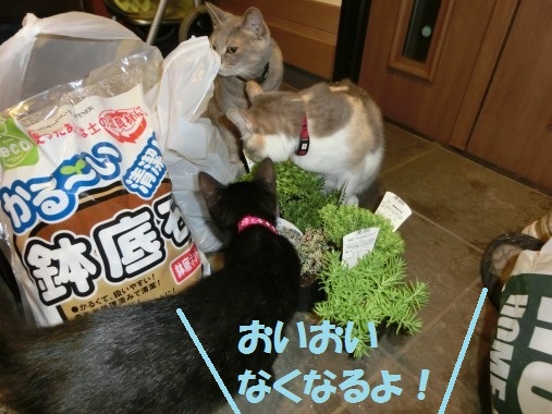 20130804-10.jpg