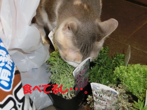 20130804-5.jpg