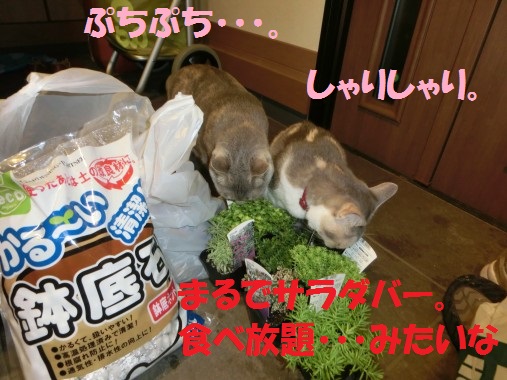 20130804-9.jpg