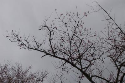 R1106562.jpg