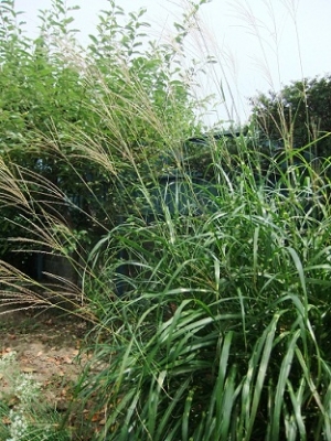 DSCF3096.jpg