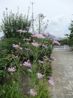 DSCF3098.jpg