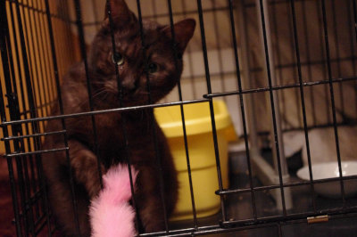 おおさか26匹猫レスキュー