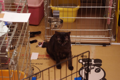 おおさか26匹猫レスキュー