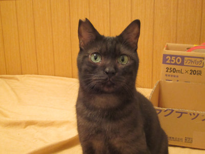 おおさか26匹猫レスキュー