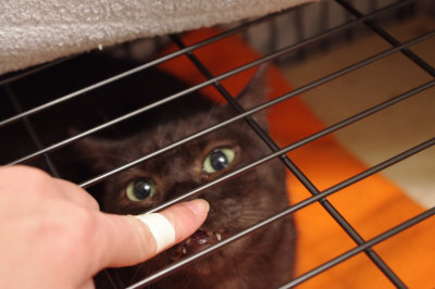 おおさか26匹猫レスキュー
