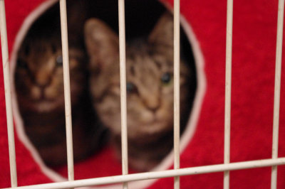 おおさか26匹猫レスキュー