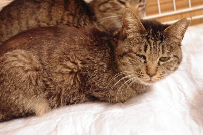 おおさか26匹猫レスキュー