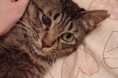おおさか26匹猫レスキュー