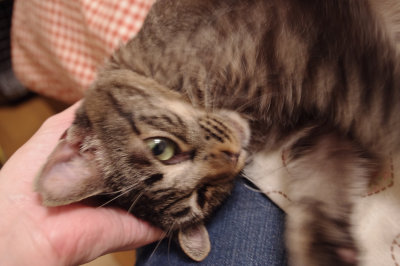 おおさか26匹猫レスキュー
