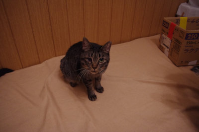 おおさか26匹猫レスキュー