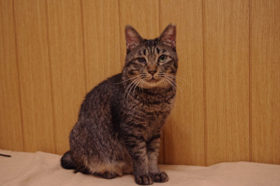 おおさか26匹猫レスキュー