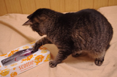 おおさか26匹猫レスキュー