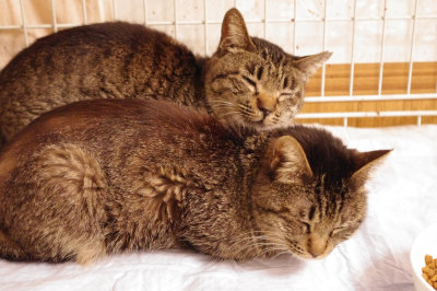 おおさか26匹猫レスキュー